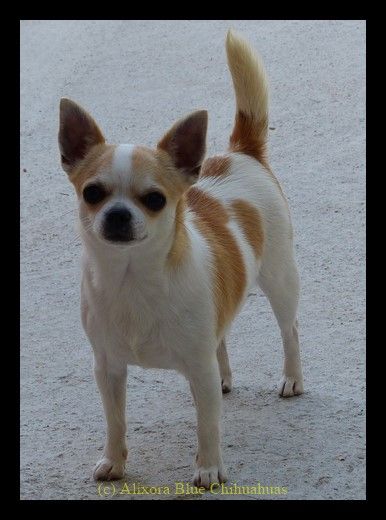 Les Chihuahua de l'affixe Du Domaine Des Deux Joyaux
