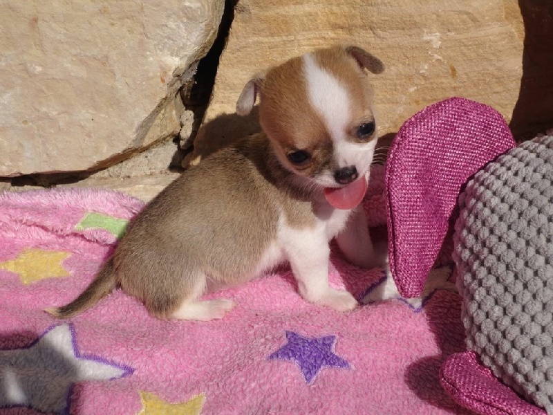 Du Domaine Des Deux Joyaux - Chihuahua - Portée née le 09/07/2015
