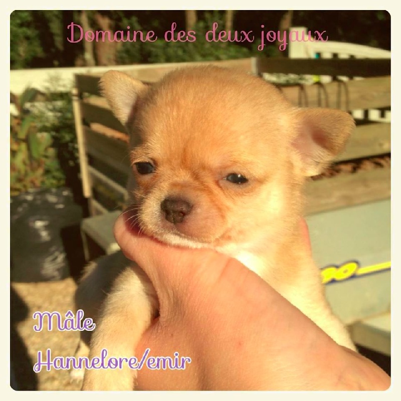 Du Domaine Des Deux Joyaux - Chihuahua - Portée née le 06/11/2014