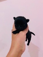 CHIOT