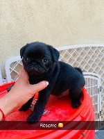 CHIOT